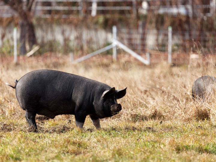 しっとりした肉質で保水性の高い純血のバークシャー種黒豚を飼育しています。