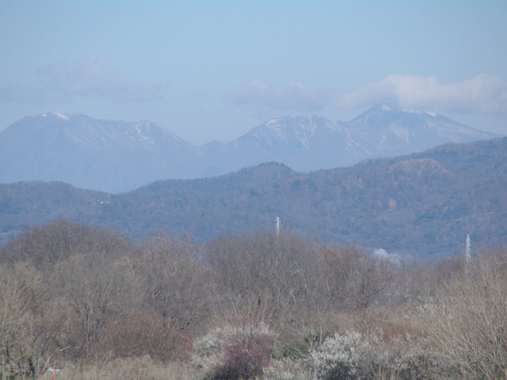イチゴ王国栃木県しかも栃木イチゴの発祥地でありしかも水も空気もきれいな足利市で生産