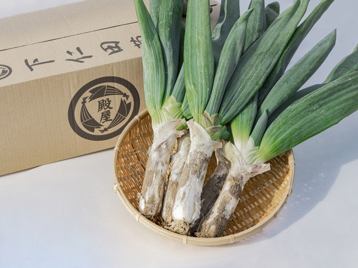 殿様も愛した「下仁田葱」訳アリ24本：群馬県産の下仁田ねぎ｜食べ