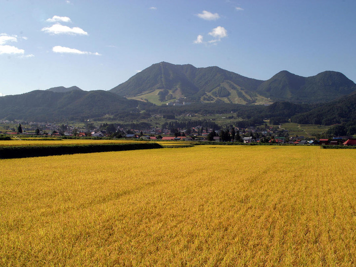 甘みが強い！☆新米 令和4年産☆長野県木島平産コシヒカリ白米5kg：長野県産の米・穀類｜食べチョク｜産地直送(産直)お取り寄せ通販 -  農家・漁師から旬の食材を直送