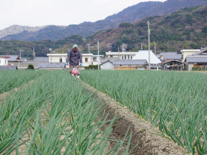人気特価をすべて 予約販売！トロあま七宝！淡路島新玉ねぎ10kgM〜LL：兵庫県産の 野菜