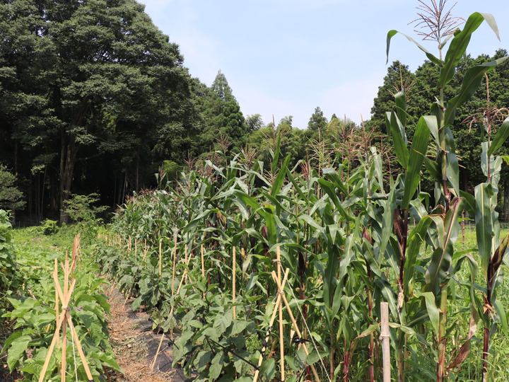 自然の恵 食前茶 完全自然栽培 天然インシュリン 和ハーブティー 1p 兵庫県産の加工品 食べチョク 産地直送 産直 お取り寄せ通販 農家 漁師から旬の食材を直送