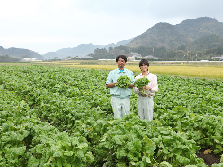 生産量日本一！南房総の『菜花（なばな）』4kg：千葉県産の