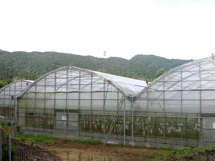 期間限定 摘果マンゴー (2.5kg):沖縄県産の果物|食べチョク 期間限定 摘果マンゴー (2.5kg):沖縄県産の果物|食べチョク