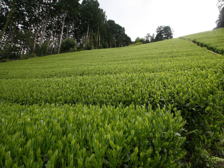 エルメス様専用 100g（5g×20個）×10袋 無農薬栽培の川根茶農家直売