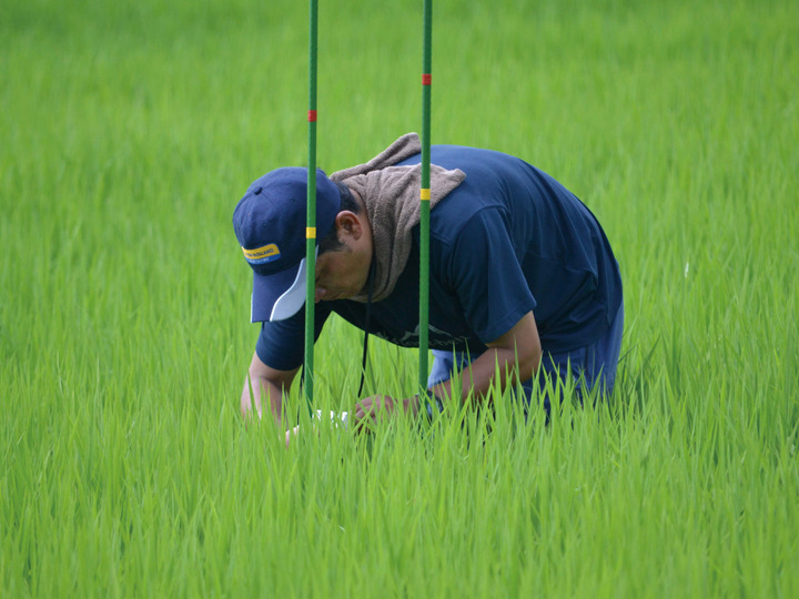 新米！令和6年産！際立つ粒揃い熊本県産にこまる10kg（5kg×2