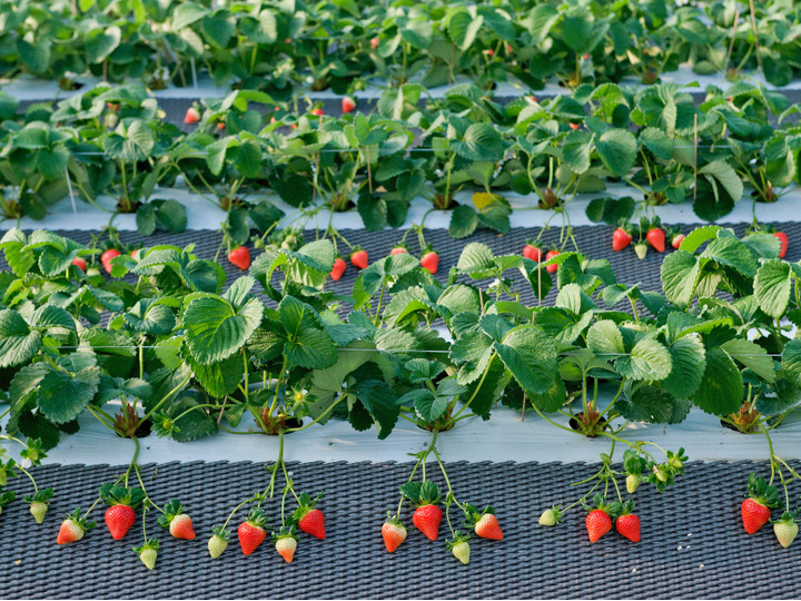 徹底した減農薬栽培のいちご