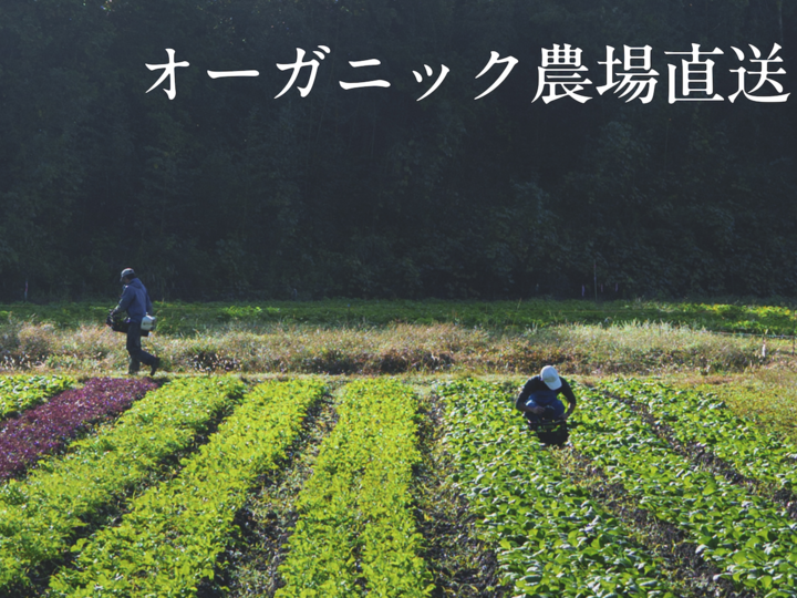 有機JAS認証取得、静岡県内最大級の有機野菜農園です