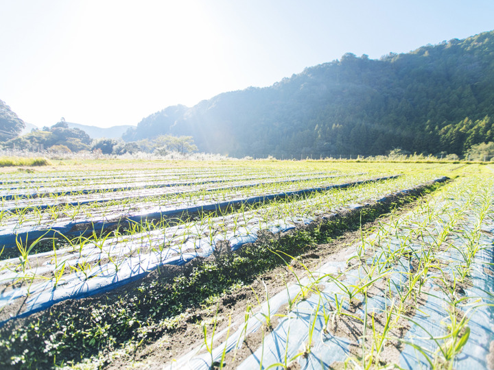 私達が栽培するすべての野菜は、無農薬・化学肥料不使用の安心・安全な野菜です。