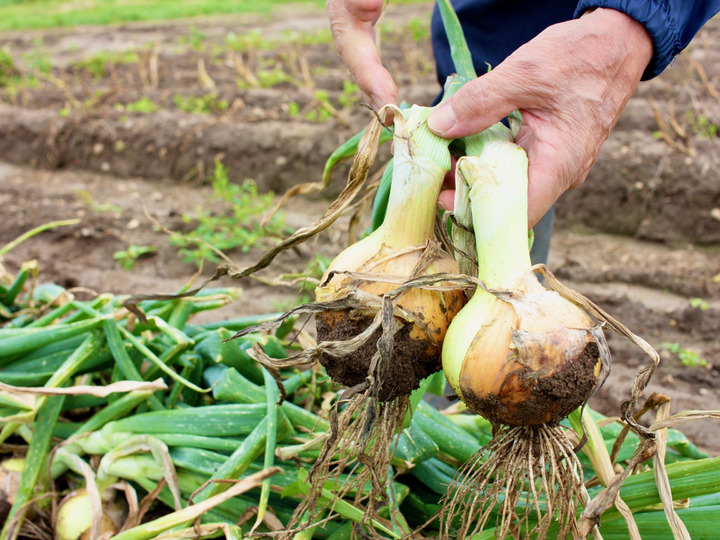 有機JAS認証】北海道産の元気な土で育った玉ねぎ（10kg）：北海道産の野菜｜食べチョク｜産地直送(産直)お取り寄せ通販 -  農家・漁師から旬の食材を直送