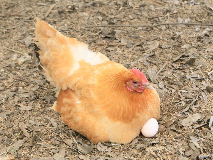 名古屋コーチン平飼い有精卵 48個入り 愛知県産 食べチョク 農家 漁師の産直ネット通販 旬の食材を生産者直送