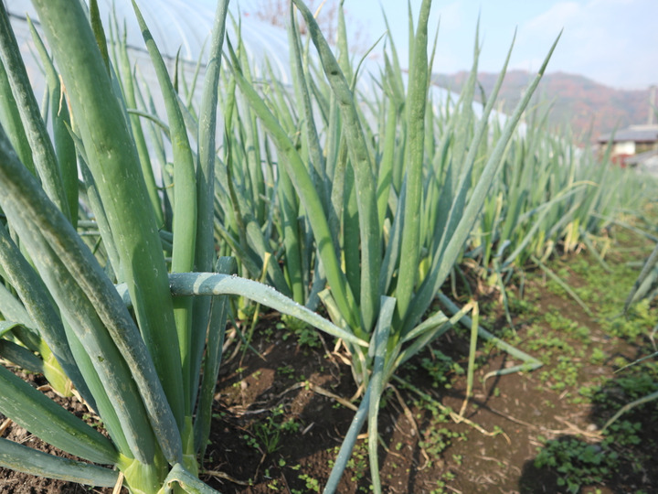 長年のファンお墨付き！佐右衛門のトマト（3kg)：京都府産の野菜