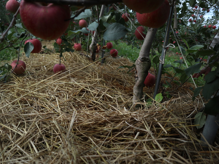 長い年月の上に培われた土づくり