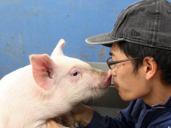 みやじ豚[ヒレ・1本]（450g相当）：神奈川県産の三元豚｜食べチョク｜産地直送(産直)お取り寄せ通販 - 農家・漁師から旬の食材を直送