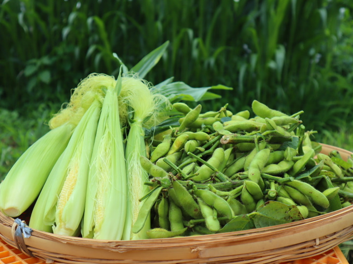 畑に足繁く通い野菜を観察しなさい!〜農薬節減へのこだわり〜