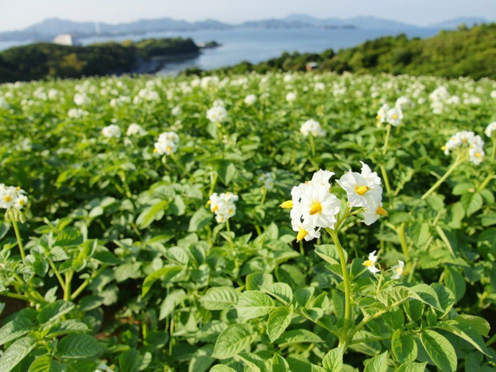 生産者のこだわり