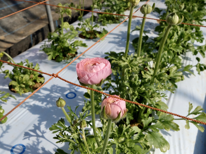 冬場の日照と寒暖の差を生かした花づくり