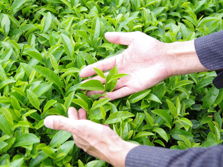 有機JAS認証の蒸製玉緑茶