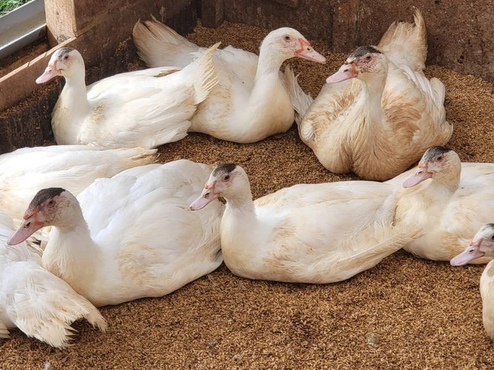平飼い