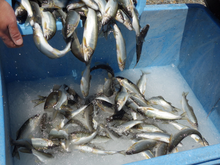 鮮度へのこだわり