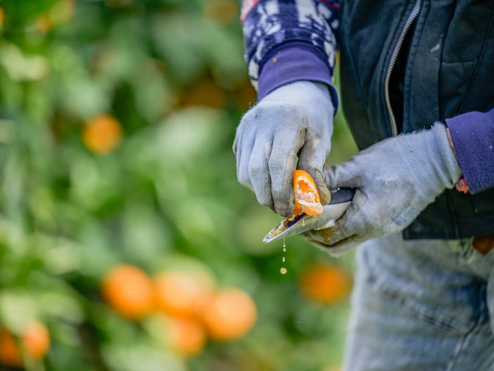 徹底した糖度管理