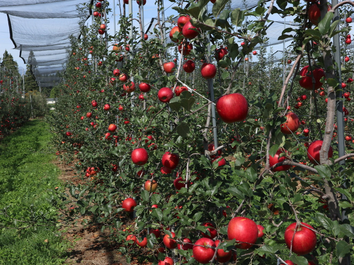 新しい栽培法への取り組み