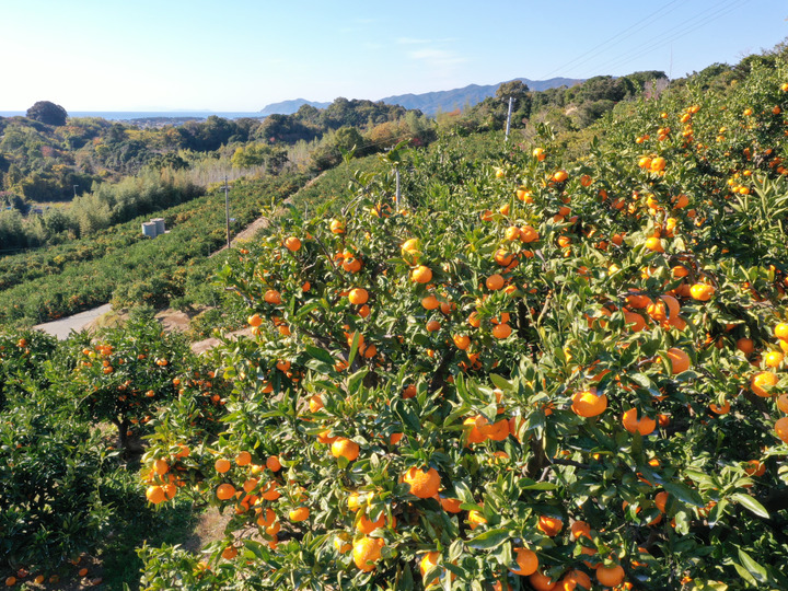 生産者のこだわり