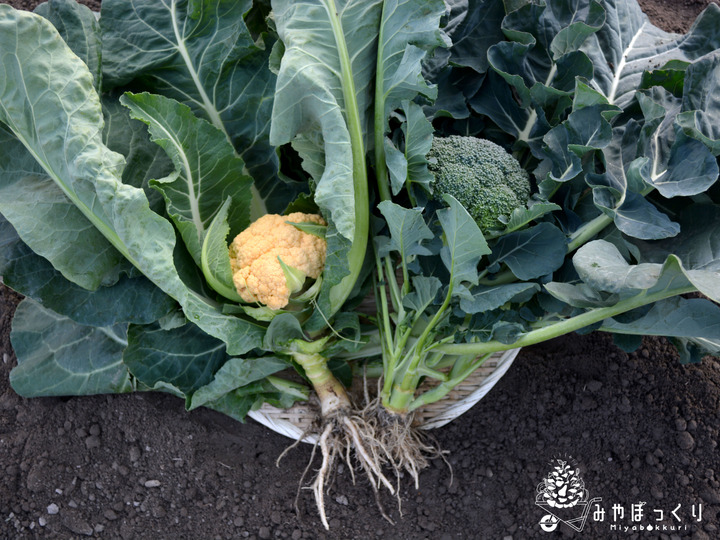 今だけ 美味しさがマシマシブロッコリー カリフラワー詰め合わせ 兵庫県産の野菜 食べチョク 産地直送 産直 お取り寄せ通販 農家 漁師から旬の食材を直送