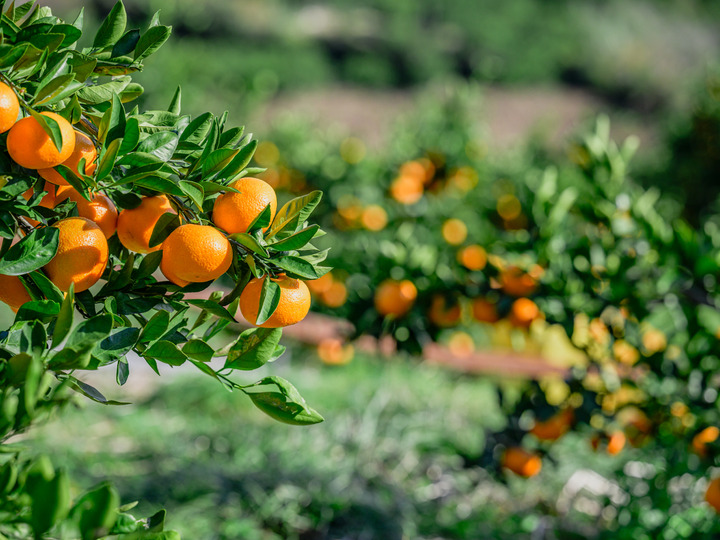 もう一つ食べたいと思えるみかんづくり