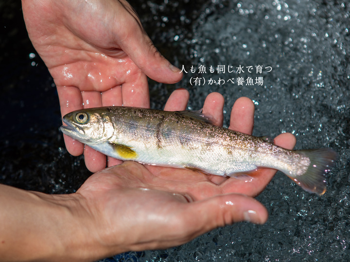 阿蘇から届く かわべの湧水やまめ(20匹冷凍)：熊本県産の魚｜食べチョク｜産地直送(産直)お取り寄せ通販 - 農家・漁師から旬の食材を直送