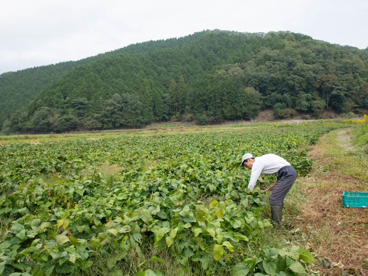 丹波産 自然栽培大納言小豆（500g）：兵庫県産の米・穀類｜食べチョク｜産地直送(産直)お取り寄せ通販 - 農家・漁師から旬の食材を直送