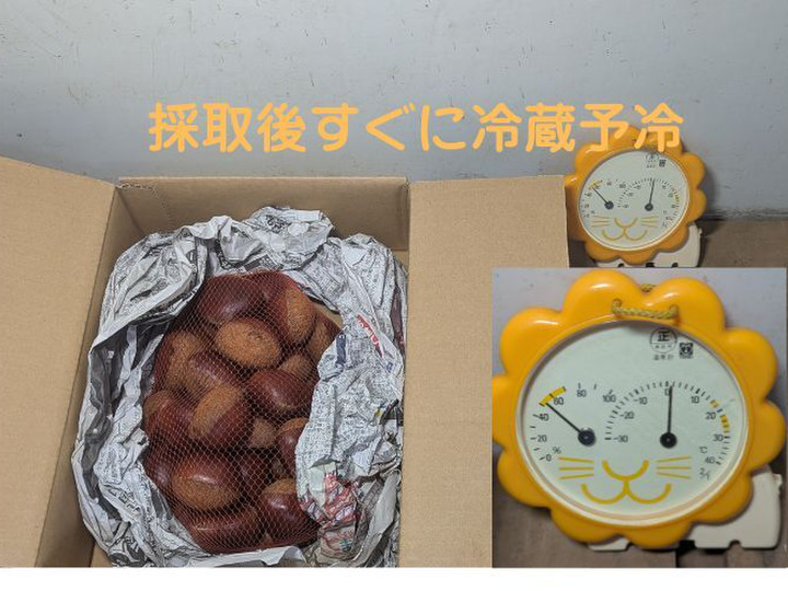 茨城県産 栗の王様「利平栗」4L1kg+α 初出店 感謝価格 数量限定
