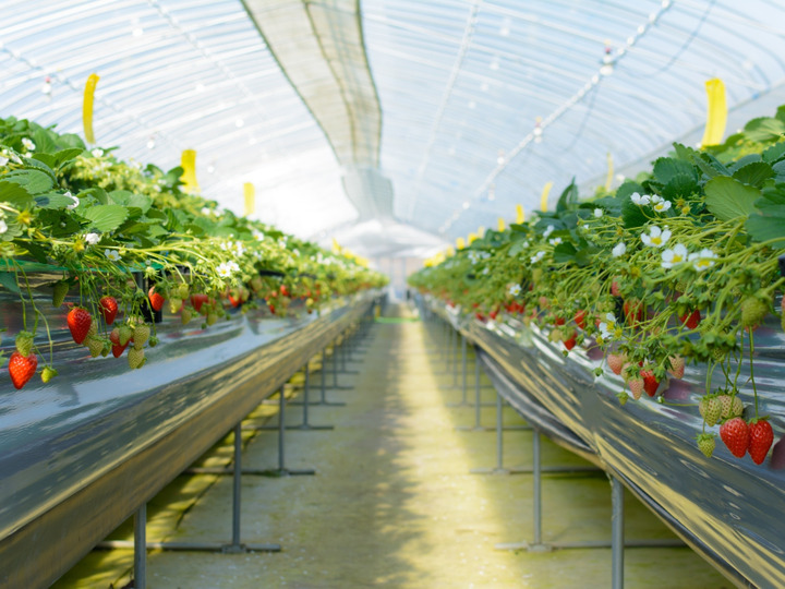 また行きたくなるいちご園