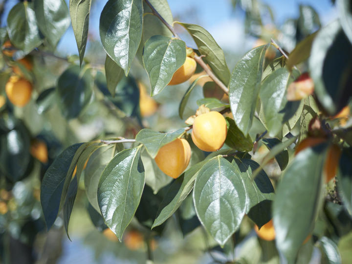 新鮮な作物をお届けします