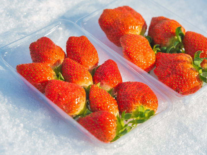 日時指定可】朝採れ新鮮！酸味少なく香り高い『かおり野イチゴ』（200g