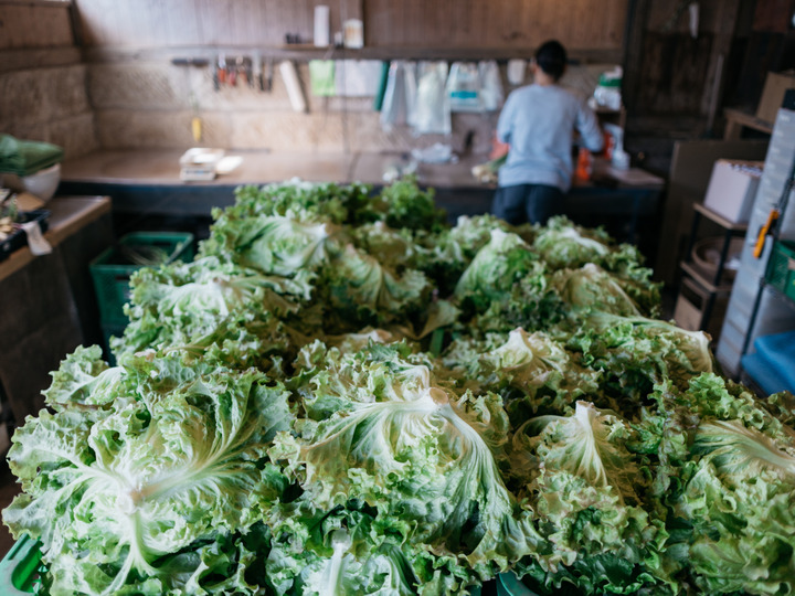 里山の豊かな自然が野菜を育ててくれます。
