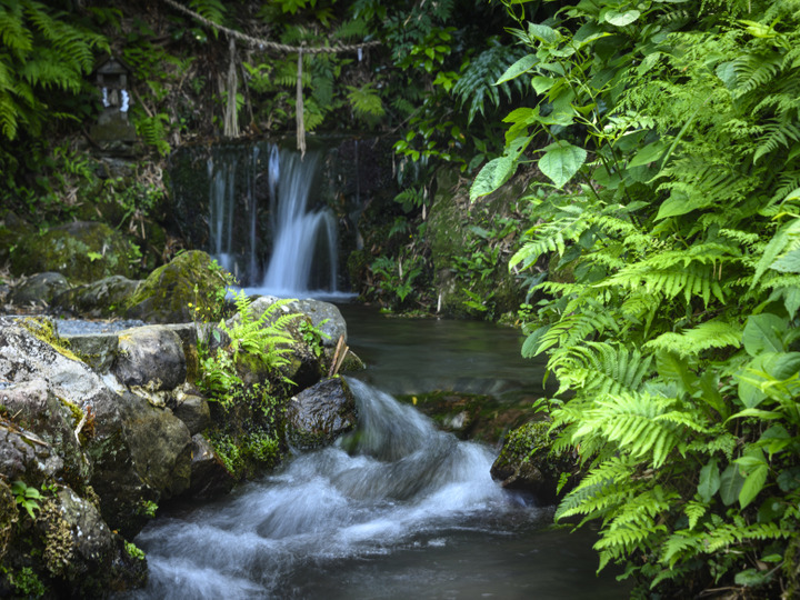 大山の清水が育む、北栄町の緑と花々