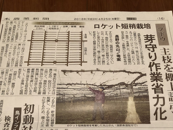 ロケット短梢栽培による作業効率化と品質向上