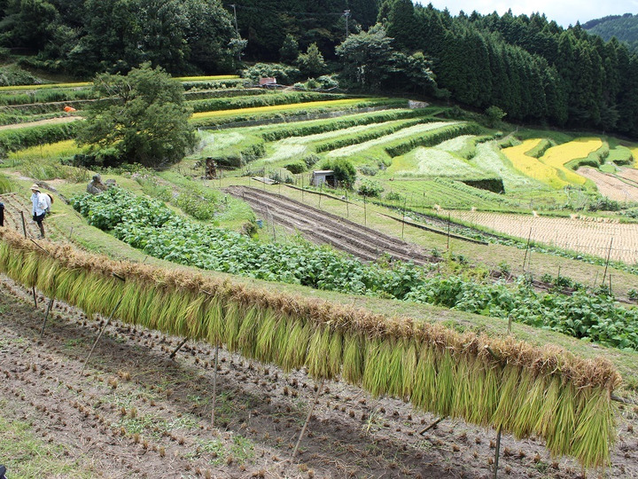 発酵大好き!無農薬で育てた土