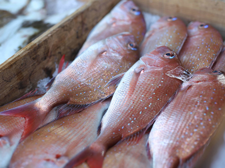 旬を味わう 桜鯛で簡単鯛めしセット 2合用 鹿児島県産 食べチョク 農家 漁師の産直ネット通販 旬の食材を生産者直送