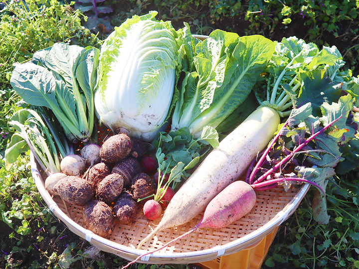 素晴らしい価格 ほっくり里芋〈セレベス〉1kg＋親芋1個（農薬・化学肥料不使用 野菜