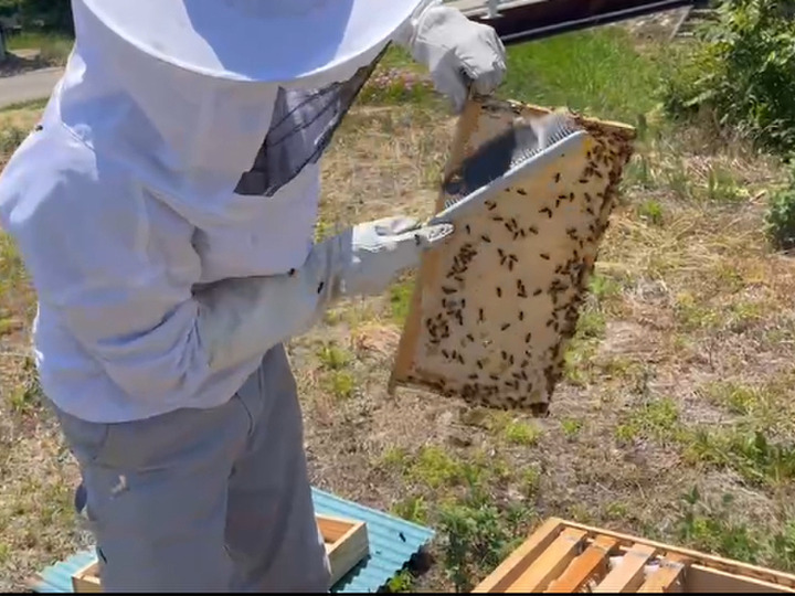自然豊かな里山でミツバチを飼育