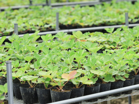 【ギフト可】完熟いちご化粧箱入り2箱【計24粒～33粒】