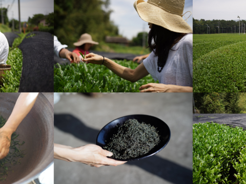 10本まで送料同額！※2021年度新茶　樹齢70年茶樹【煎茶】自然茶 火乃國 -緑