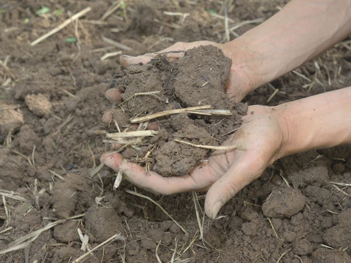 CRAZY GRAPEへのレビュー・商品：長野県｜食べチョク｜産地直送(産直