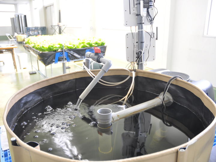 農薬、化学肥料不使用 スイートバジル 葉っぱ20g程度 箱サイズ
