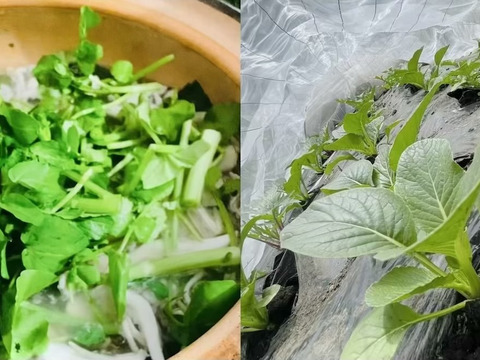 【父の日ギフト】旬のリーフ野菜 & ハーブソルト（ブルベリー葉）のお買い得セット ※まとめ買い対応