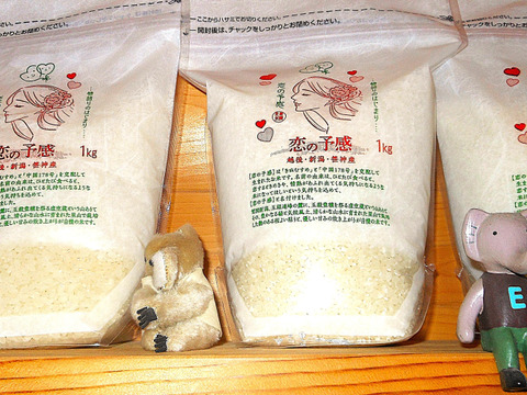 広島県生まれの【恋の予感】と岐阜県生まれの【縁結び】と宮城県生まれの【ひとめぼれ】と新潟と言えば【こしひかり】と【新之助】の合計5袋での6㎏です、各々の品種のお米を新潟県の旧・笹神で栽培してみました