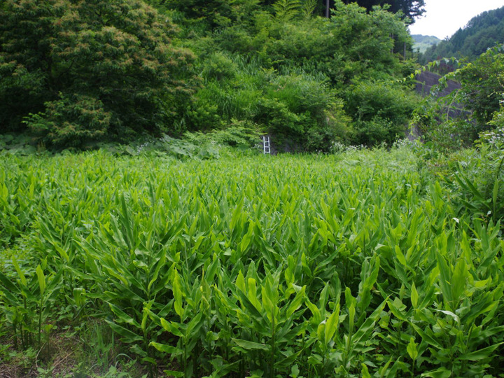 生産者のこだわり