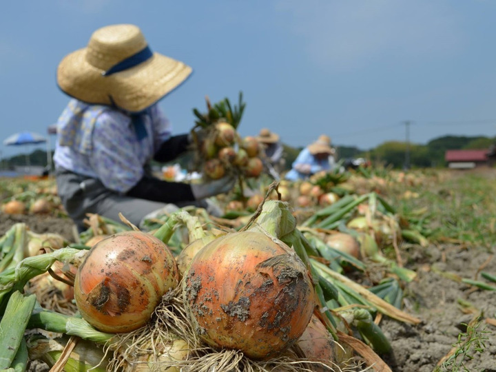 九代目園主が育てた！】完熟淡路島さとたまねぎ（10キロ）：兵庫県産のその他玉ねぎ｜食べチョク｜産地直送(産直)お取り寄せ通販 - 農家 ・漁師から旬の食材を直送